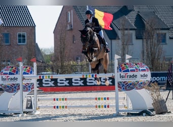 Oldenburger Springpaard, Ruin, 10 Jaar, 180 cm, Donkerbruin