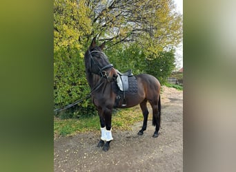 Oldenburger Springpaard, Ruin, 11 Jaar, 164 cm, Donkerbruin