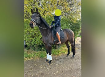 Oldenburger Springpaard, Ruin, 11 Jaar, 164 cm, Donkerbruin