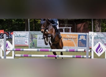 Oldenburger Springpaard, Ruin, 11 Jaar, 166 cm, Donkerbruin