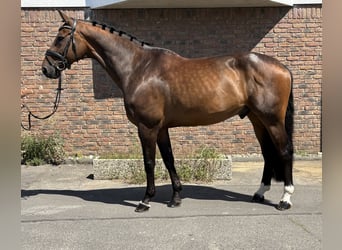 Oldenburger Springpaard, Ruin, 11 Jaar, 170 cm, Donkerbruin