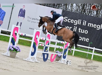 Oldenburger Springpaard, Ruin, 11 Jaar, 175 cm, Bruin