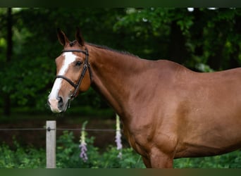 Oldenburger Springpaard, Ruin, 11 Jaar, 179 cm, Roodbruin