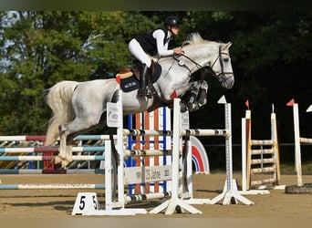 Oldenburger Springpaard, Ruin, 12 Jaar, 164 cm, Schimmel