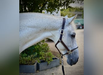 Oldenburger Springpaard, Ruin, 12 Jaar, 164 cm, Schimmel