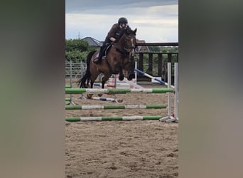 Oldenburger Springpaard, Ruin, 12 Jaar, 165 cm, Bruin