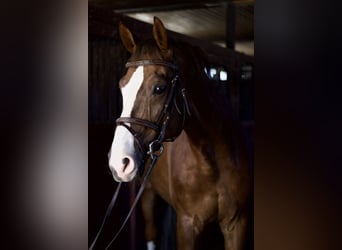 Oldenburger Springpaard, Ruin, 12 Jaar, 166 cm, Vos