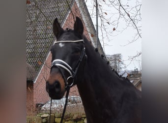 Oldenburger Springpaard, Ruin, 12 Jaar, 168 cm, Zwartbruin