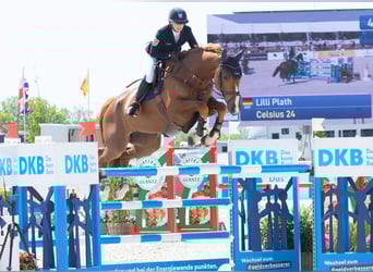 Oldenburger Springpaard, Ruin, 12 Jaar, 174 cm, Vos