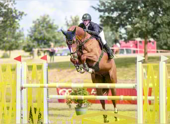 Oldenburger Springpaard, Ruin, 12 Jaar, 174 cm, Vos