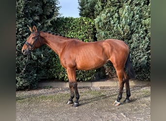 Oldenburger Springpaard, Ruin, 13 Jaar, 166 cm, Donkere-vos