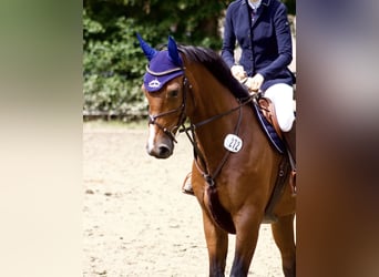 Oldenburger Springpaard, Ruin, 13 Jaar, 168 cm, Bruin