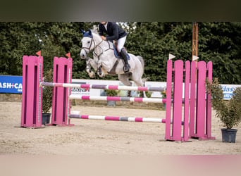 Oldenburger Springpaard, Ruin, 13 Jaar, 170 cm, Schimmel