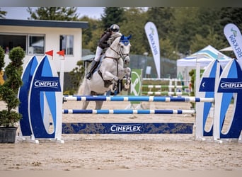 Oldenburger Springpaard, Ruin, 13 Jaar, 170 cm, Schimmel