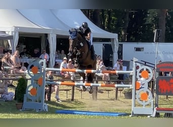 Oldenburger Springpaard, Ruin, 13 Jaar, 176 cm, Bruin