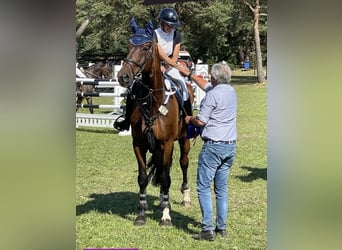 Oldenburger Springpaard, Ruin, 14 Jaar, 176 cm, Bruin