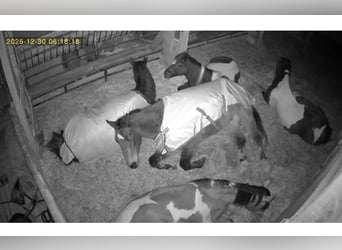 Oldenburger Springpaard, Ruin, 14 Jaar, 189 cm, Bruin