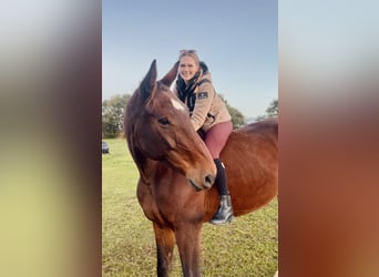 Oldenburger Springpaard, Ruin, 14 Jaar, 189 cm, Bruin