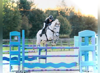 Oldenburger Springpaard, Ruin, 15 Jaar, 174 cm, Schimmel