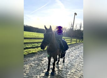 Oldenburger Springpaard, Ruin, 16 Jaar, 173 cm, Zwart