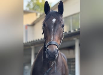 Oldenburger Springpaard, Ruin, 16 Jaar, 175 cm, Donkerbruin