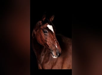 Oldenburger Springpaard, Ruin, 18 Jaar, 167 cm, Bruin