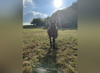 Oldenburger Springpaard, Ruin, 19 Jaar, 163 cm, Bruin