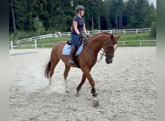 Oldenburger Springpaard, Ruin, 19 Jaar, 175 cm, Vos
