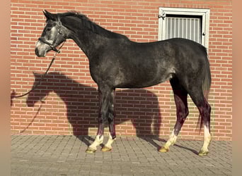 Oldenburger Springpaard, Ruin, 2 Jaar, 158 cm, Schimmel