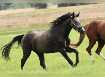 Oldenburger Springpaard, Ruin, 2 Jaar, 168 cm, Schimmel