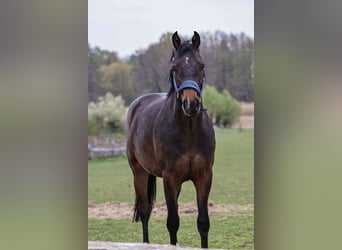 Oldenburger Springpaard, Ruin, 2 Jaar, 170 cm, Zwartbruin