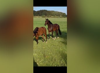 Oldenburger Springpaard, Ruin, 2 Jaar, 172 cm, Bruin