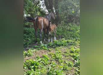 Oldenburger Springpaard, Ruin, 2 Jaar, 172 cm, Bruin