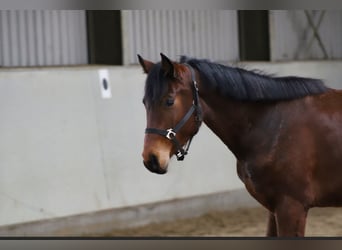 Oldenburger Springpaard, Ruin, 3 Jaar, 162 cm, Bruin