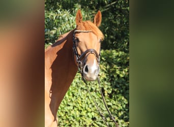 Oldenburger Springpaard, Ruin, 3 Jaar, 163 cm, Vos