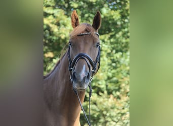 Oldenburger Springpaard, Ruin, 3 Jaar, 163 cm, Vos