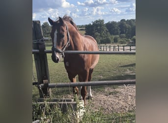 Oldenburger Springpaard, Ruin, 3 Jaar, 165 cm, Vos