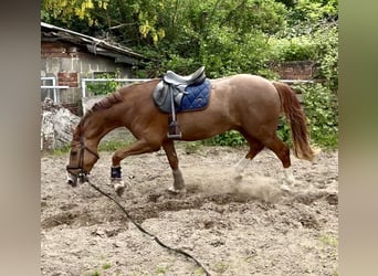 Oldenburger Springpaard, Ruin, 3 Jaar, 165 cm, Vos