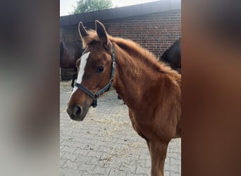 Oldenburger Springpaard, Ruin, 3 Jaar, 166 cm, Vos