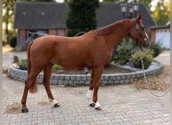 Oldenburger Springpaard, Ruin, 3 Jaar, 166 cm, Vos