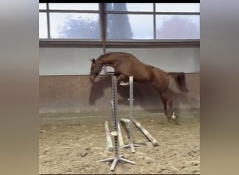 Oldenburger Springpaard, Ruin, 3 Jaar, 166 cm, Vos