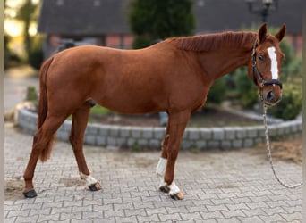 Oldenburger Springpaard, Ruin, 3 Jaar, 166 cm, Vos