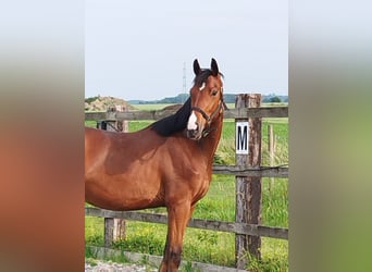 Oldenburger Springpaard, Ruin, 3 Jaar, 168 cm, Bruin