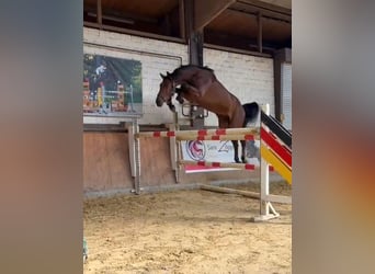 Oldenburger Springpaard, Ruin, 3 Jaar, 168 cm, Bruin