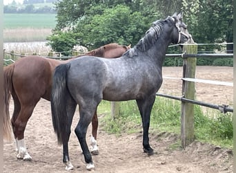 Oldenburger Springpaard, Ruin, 3 Jaar, 168 cm, Zwartschimmel