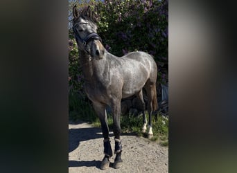 Oldenburger Springpaard, Ruin, 3 Jaar, 168 cm, Zwartschimmel
