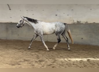 Oldenburger Springpaard, Ruin, 3 Jaar, 170 cm, Schimmel