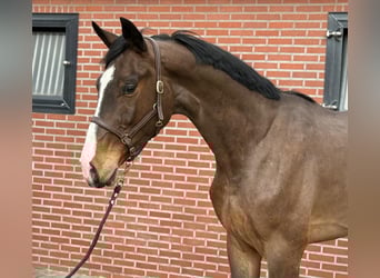 Oldenburger Springpaard, Ruin, 3 Jaar, 170 cm