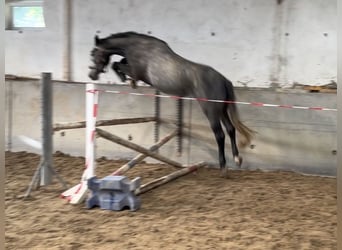 Oldenburger Springpaard, Ruin, 3 Jaar, 172 cm, Schimmel