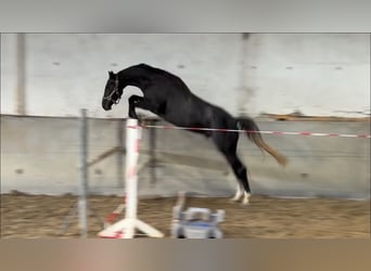 Oldenburger Springpaard, Ruin, 3 Jaar, 172 cm, Zwartschimmel